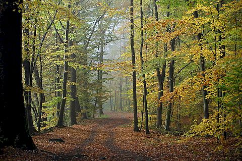 Herbst im Hardtwald